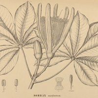 44. BOMBAX marginatum.