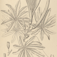 45. BOMBAX stenopetalum.