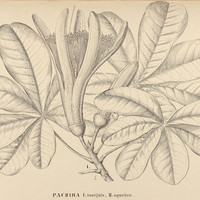 46. PACHIRA I. insignis, II. aquatica.