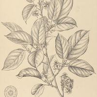 47. SCLERONEMA Spruceanum.
