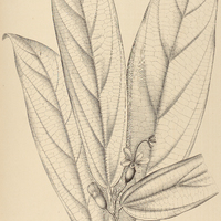 48. MATISIA lasiocalyx.