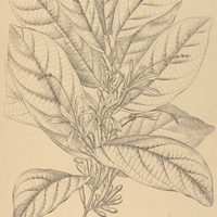 49. QUARARIBEA Guianensis.
