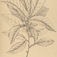 50. QUARARIBEA floribunda.