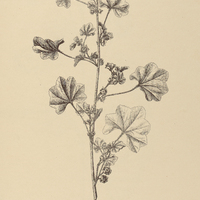 51. MALVA parviflora.
