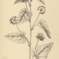 52. MALVASTRUM I. Garckeanum, II. spicatum.