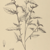 53. MALVASTRUM Coromandelianum.