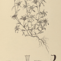 55. SIDA anomala.