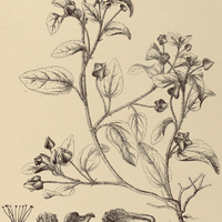 56. SIDA hastata.