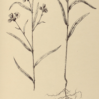 57. SIDA linifolia.