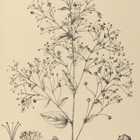 58. SIDA panniculata.
