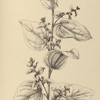 59. SIDA micrantha.