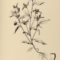 61. SIDA rubifolia.