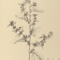 62. SIDA cordifolia.