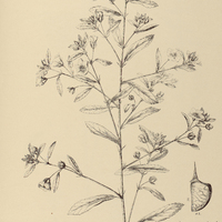 63. SIDA rhombifolia.
