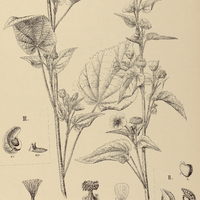 64. GAYA I. pilosa, II. gracilipes, III. Gürkeana.