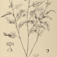67. ABUTILON Flückigerianum.