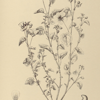 69. ABUTILON glechomatifolium.