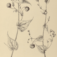 70. ABUTILON crispum.