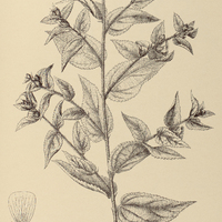 71. ABUTILON inaequilaterum.