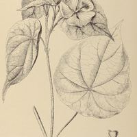 72. ABUTILON peltatum.