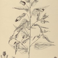 73. ABUTILON Megapotamicum.