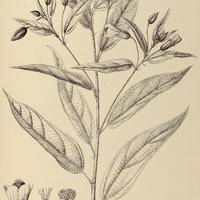 74. ABUTILON longifolium.