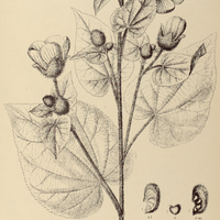 75. ABUTILON lanatum.
