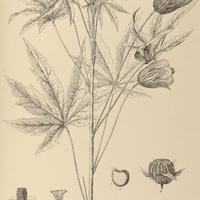 76. ABUTILON venosum.