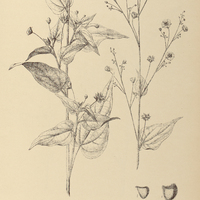 77. WISSADULA periplocifolia.