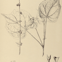 78. WISSADULA spicata.