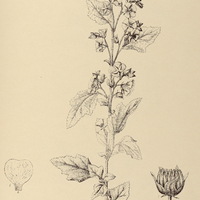 79. SPHAERALCEA miniata var. Cisplatina.