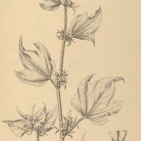 81. MALACHRA fasciata.