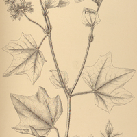 82. MALACHRA helodes.
