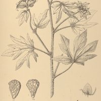83. MALACHRA I. radiata, II. rudis.