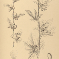 84. URENA lobata var. reticulata.