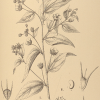 86. PAVONIA I. sepium, II. flavispina.