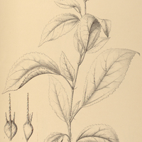 87. PAVONIA I. typhalaea, II. rosea.
