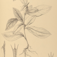 88. PAVONIA I. Peruviana, II. Warmingiana.