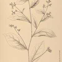89. PAVONIA I. leucantha, II. monatherica.