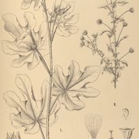 90. PAVONIA I. varians, II. microphylla.