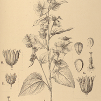 91. PAVONIA I. sessiliflora, II. Riedelii, III. speciosa subsp. genuina, IV. speciosa subsp…