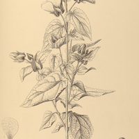 92. PAVONIA Garckeana.