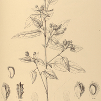 93. PAVONIA I. Engleriana, II. commutata.