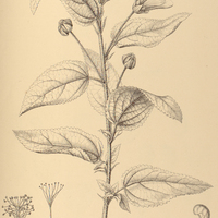 94. PAVONIA Schranckii.