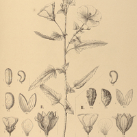 95. PAVONIA I. hastata, II. sagittata, III. Urbaniana.
