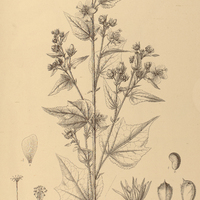 96. PAVONIA I. panniculata var. genuina, II. angustifolia, III. geminiflora.