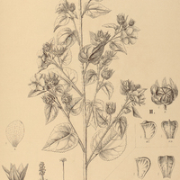 97. PAVONIA I. Balansae, II. Argentina, III. Hieronymi.