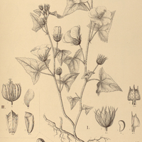 98. PAVONIA I. cancellata var. deltoidea, II. rosa campestris, III. spinistipula.
