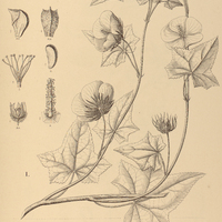 99. PAVONIA I. humifusa, II. Pohlii.