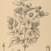 100. PAVONIA I. Aschersoniana, II. viscosa.